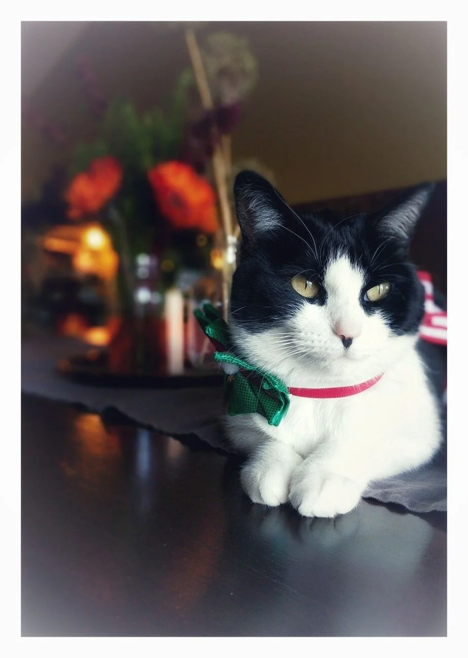 2019 Christmas with baby kitty.jpeg