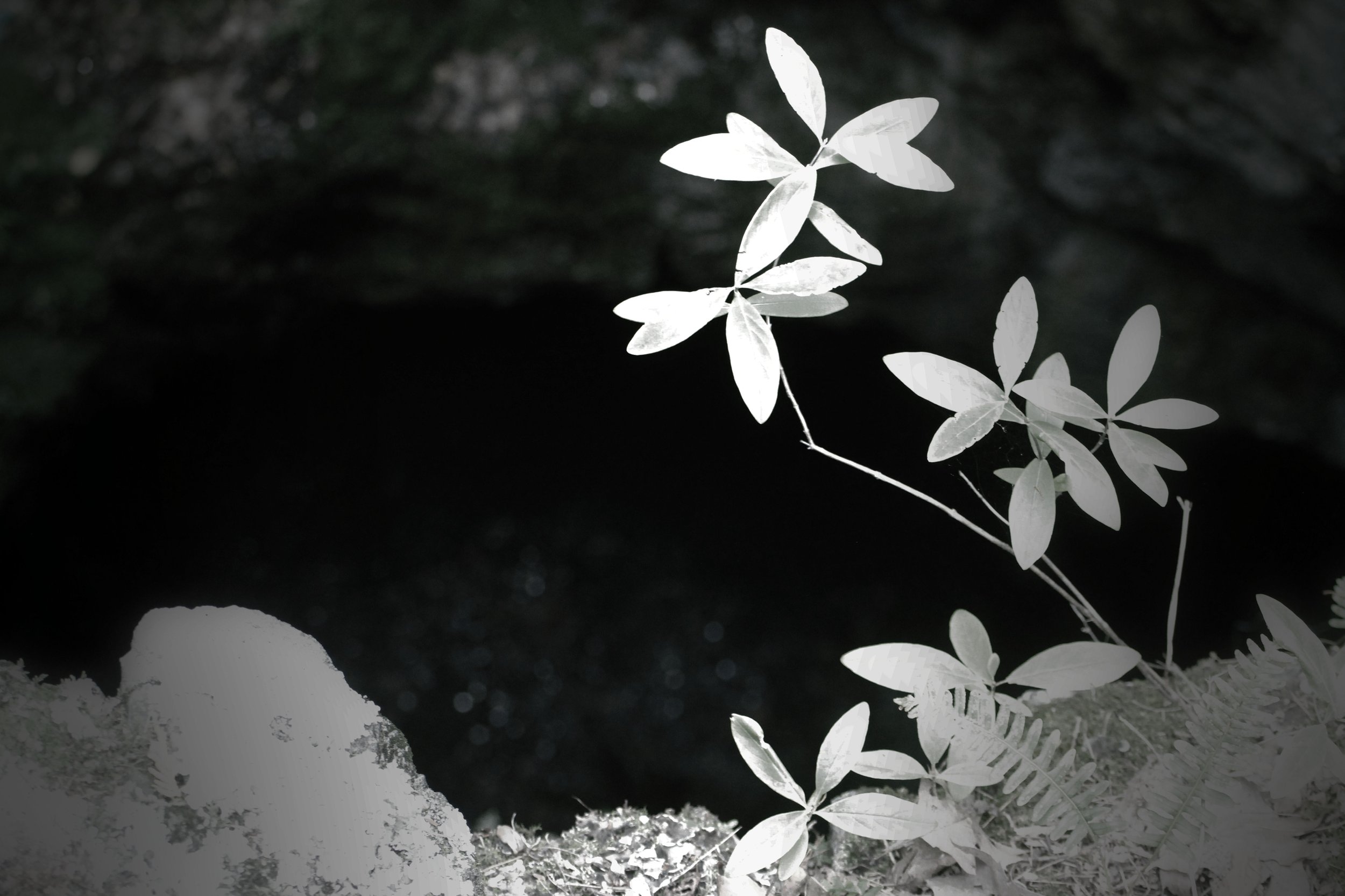 The Grey Woods: Mine Shaft