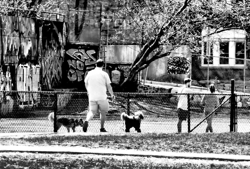 dog park.jpg