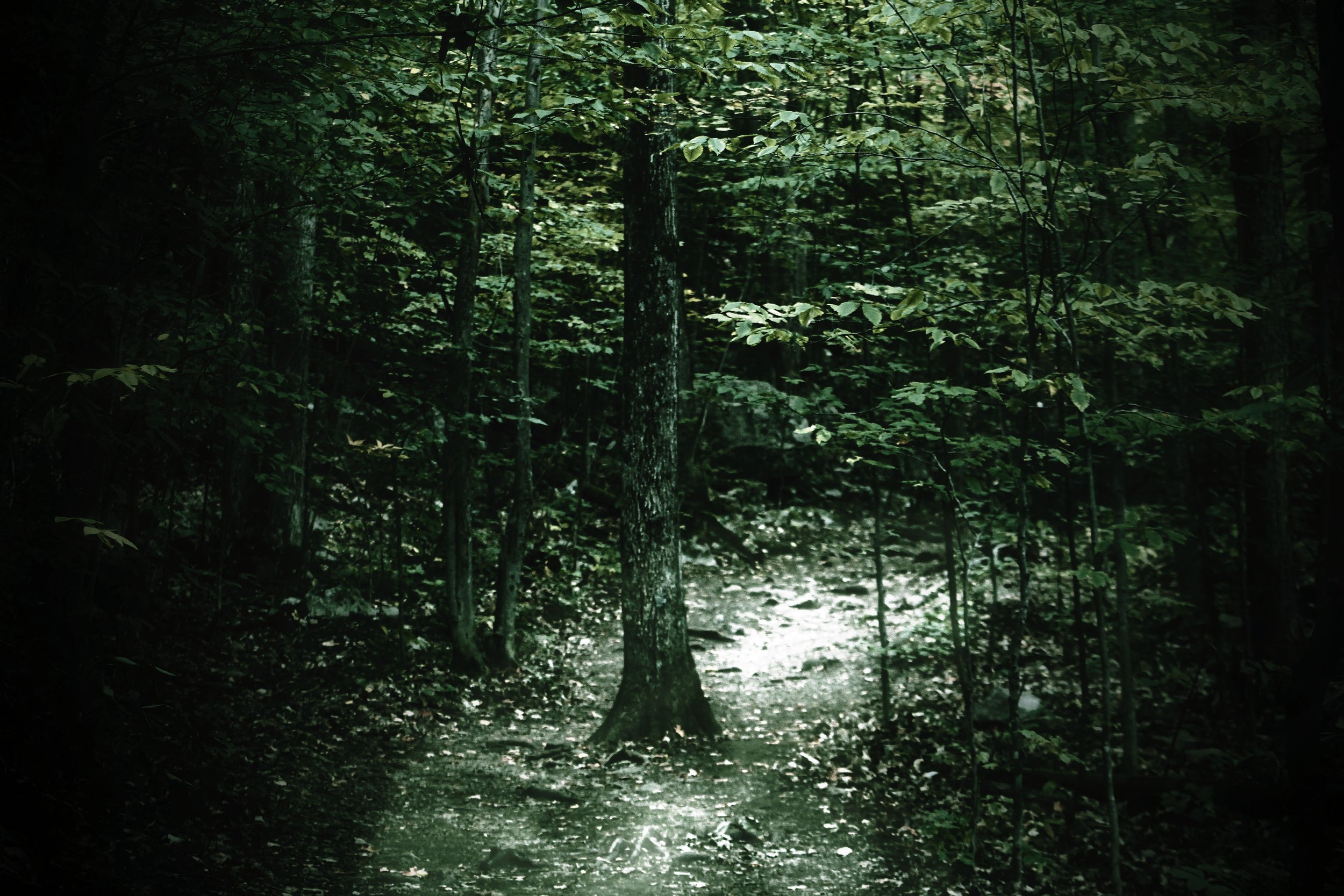 The Grey Woods: The Path