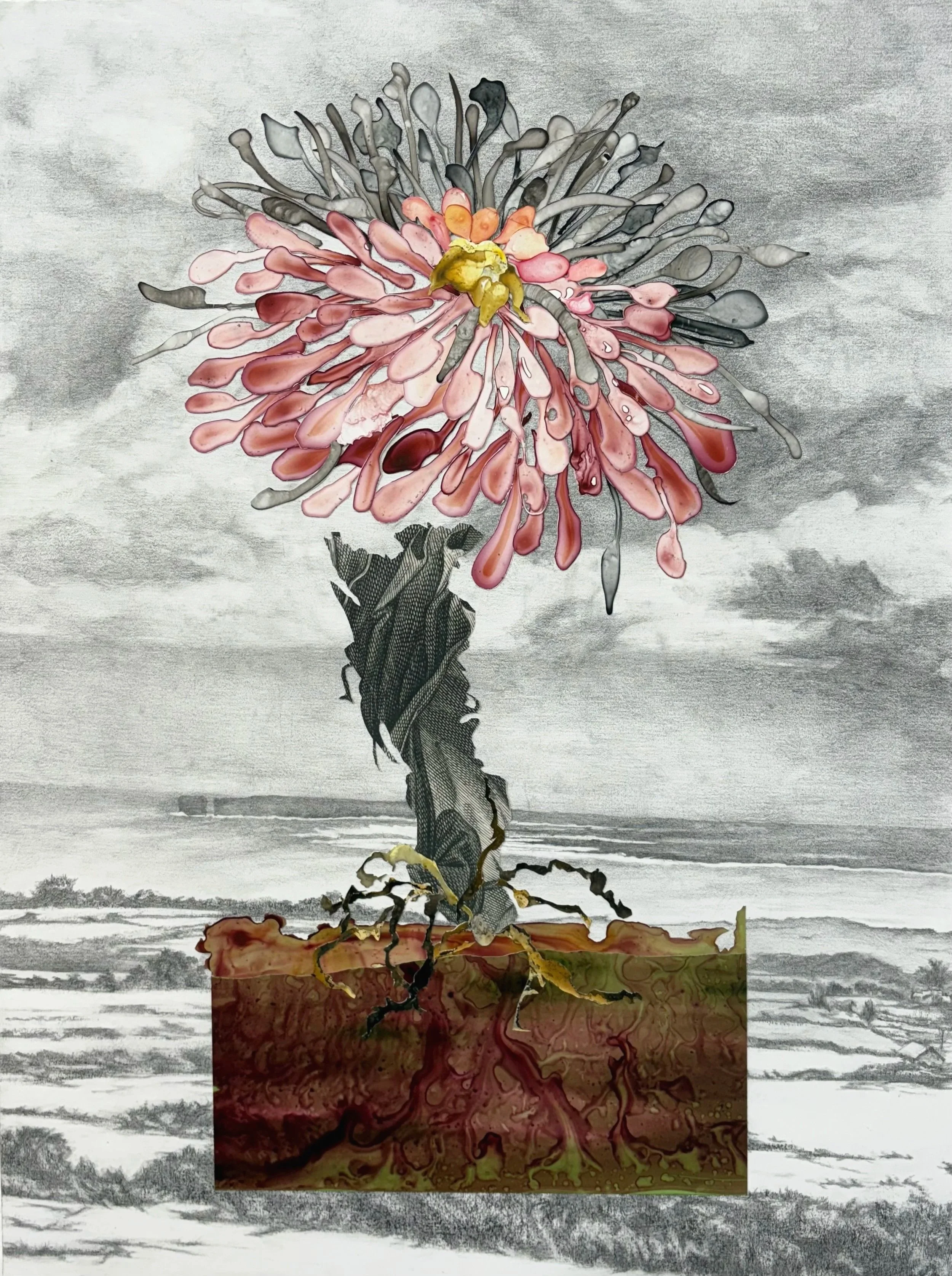 transplant   2025   graphite, ink, collage media 18" x 24"
