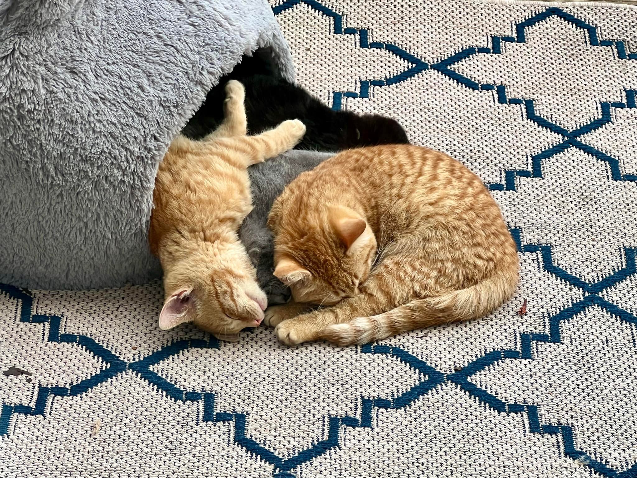 KIDDENS | what is sweeter than a fuzzy little kitten? We have had the joy of socializing four little kittens from our neighborhood. Their mama is a neighborhood stray, and she brought these four kittens over once they were weaned. (side note: yes, we
