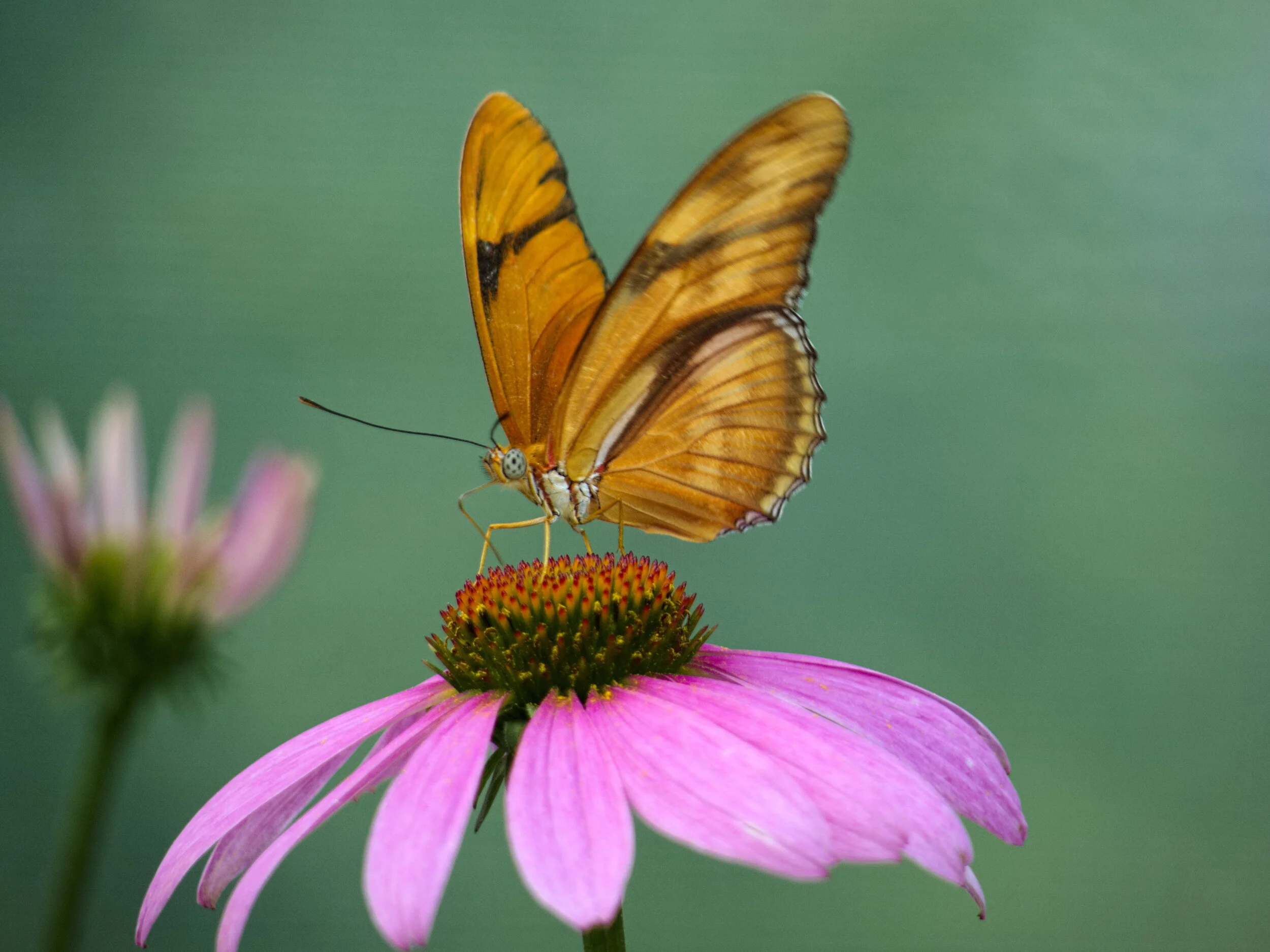 natures-illuminated-manuscript_28096163653_o.jpg