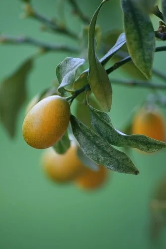 Kumquat?