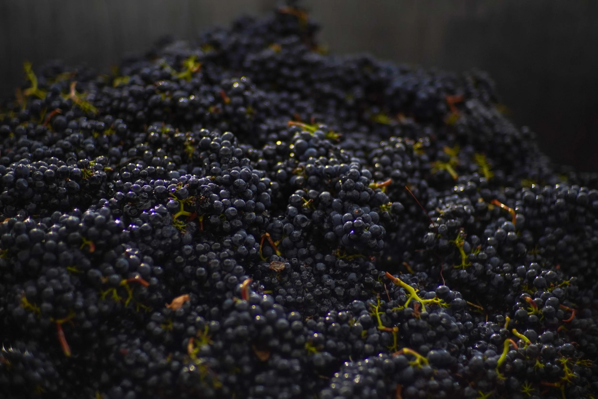 Luna Harvest - 2024 - Stage 1-20.jpg