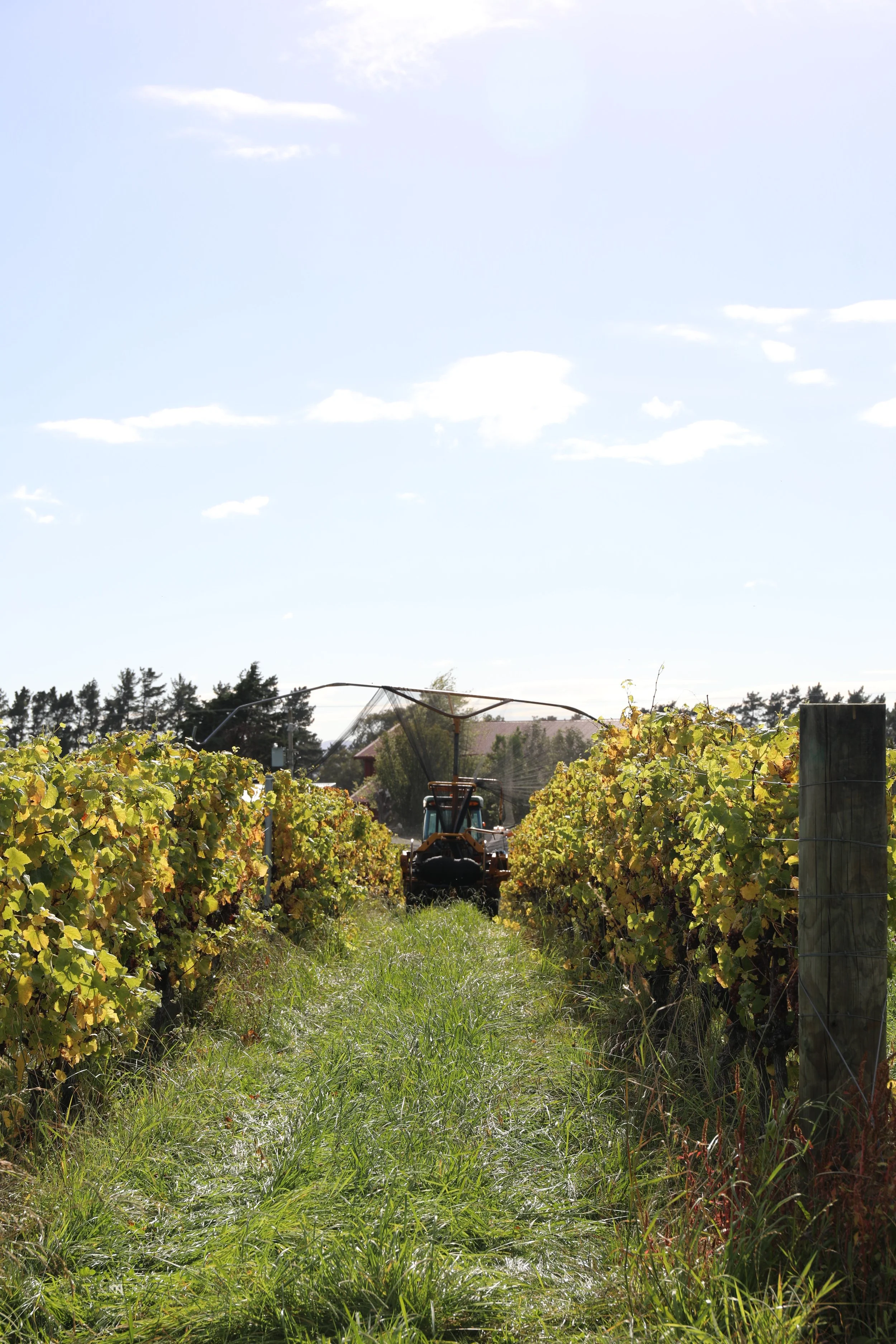 2026 Harvest