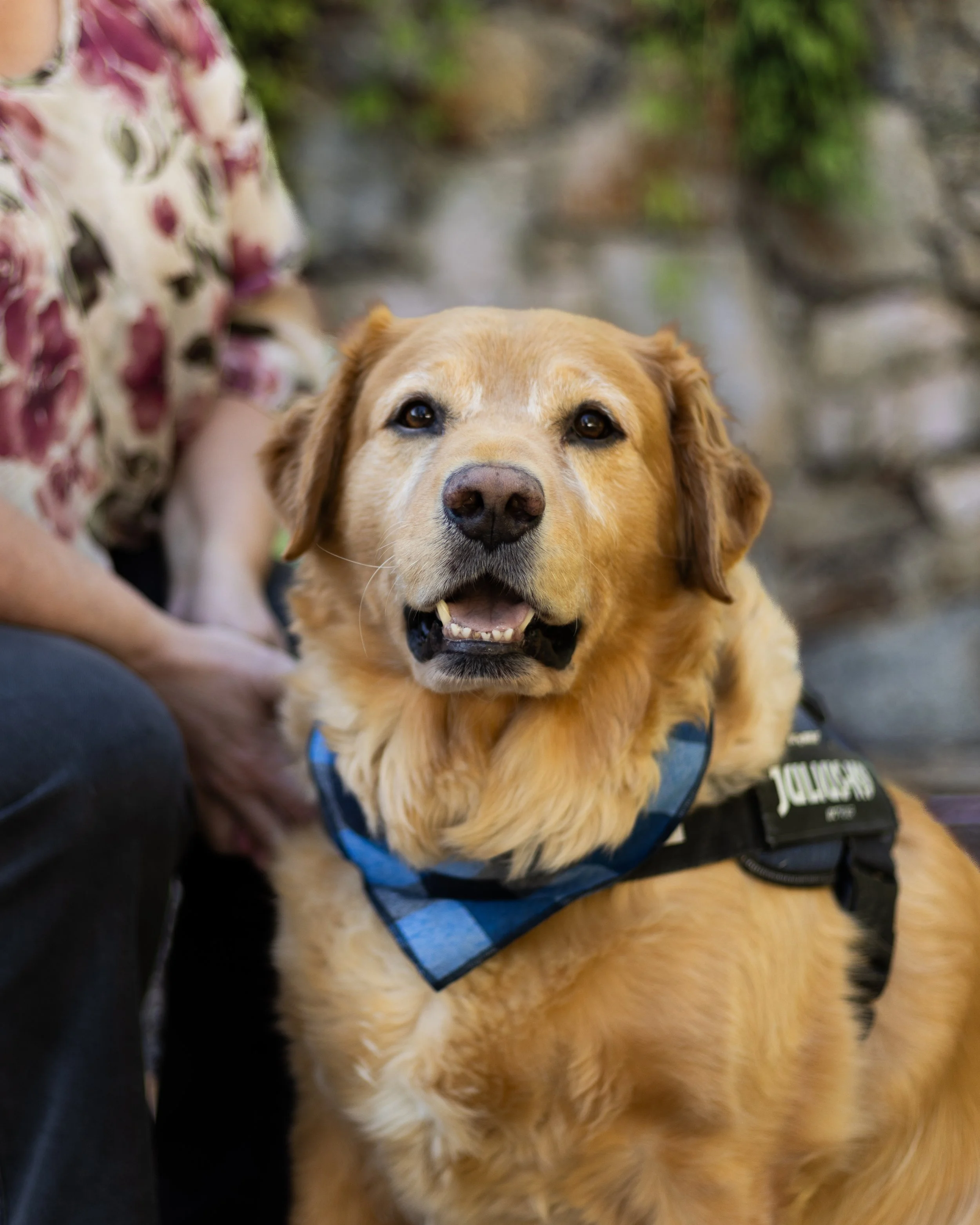 Hunter, Emotional Support Dog