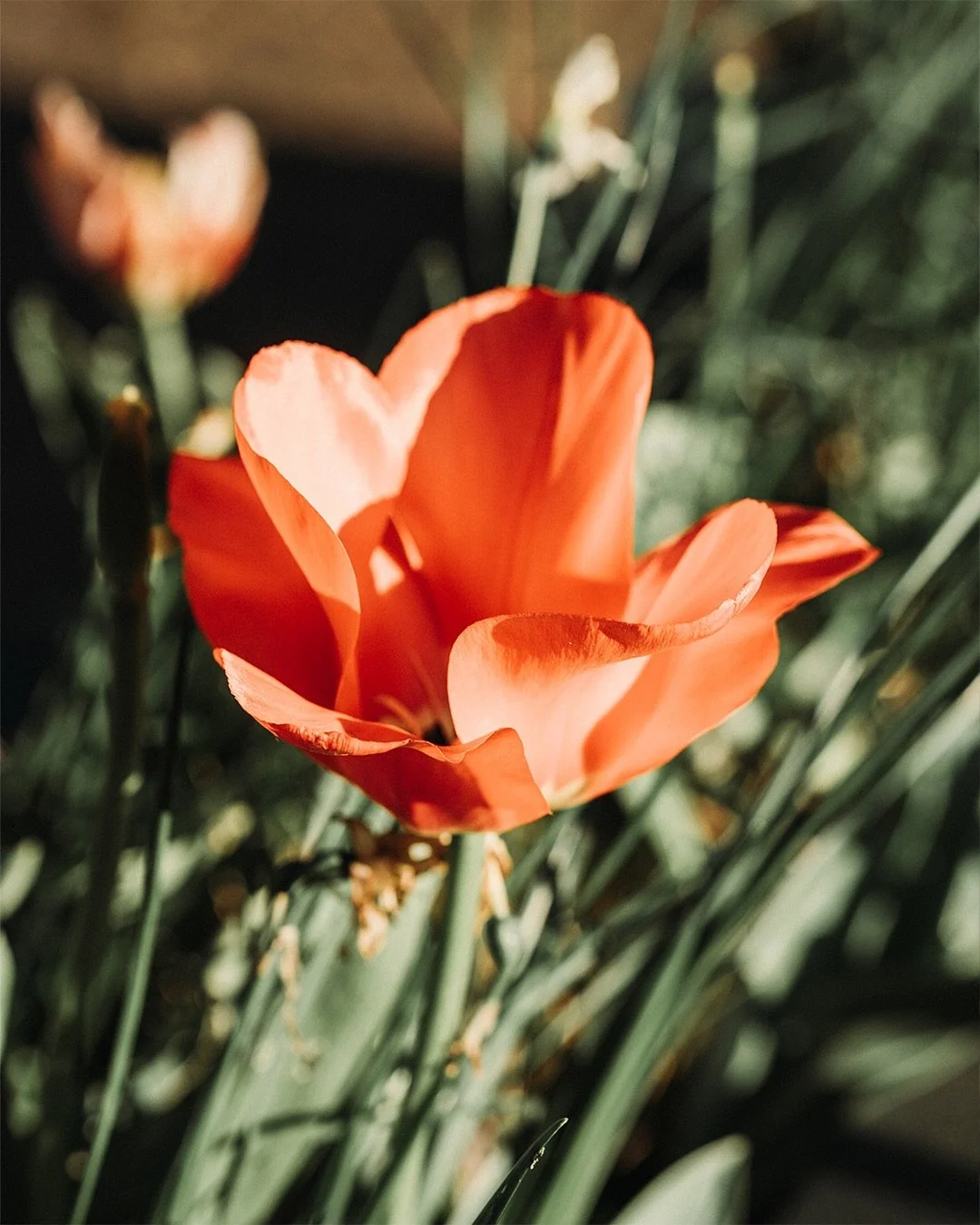 Eastering around in Holland 🇳🇱🐣
.
A few snapshots from a lunch break full of sunshine, laughter and good company. Take it as a sign to check in with your friends and hitbtue road to make some amazing memories 💫
.
Tulips, windmills and Heineken? C