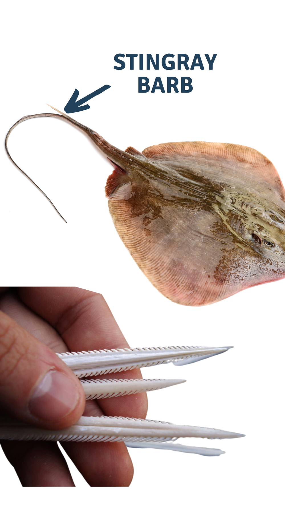 Stingray barb - 1.PNG