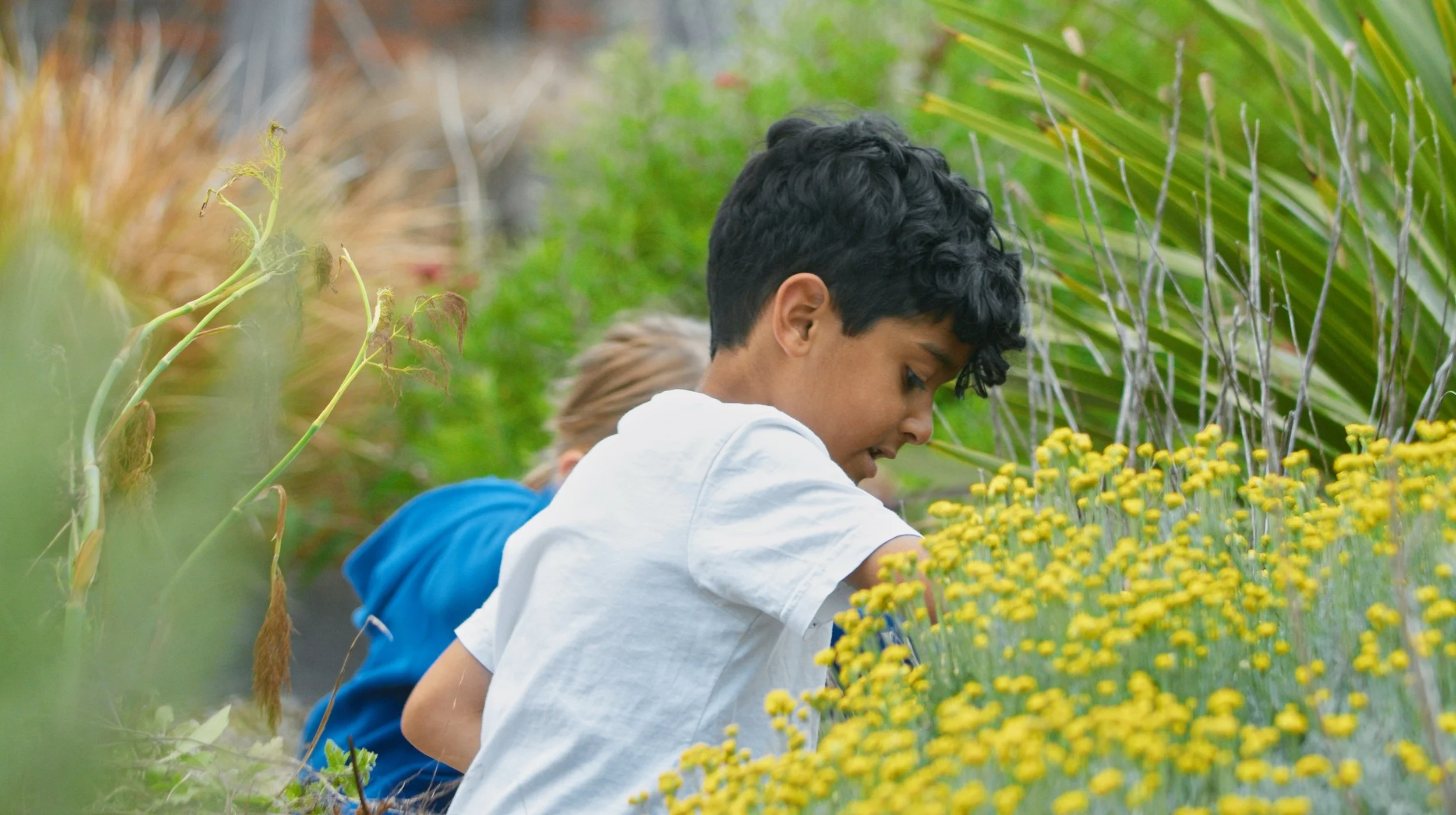 A young boy in a white t-shirt examining yellow flowers outdoors with a girl in a blue hoodie behind him, surrounded by green plants.