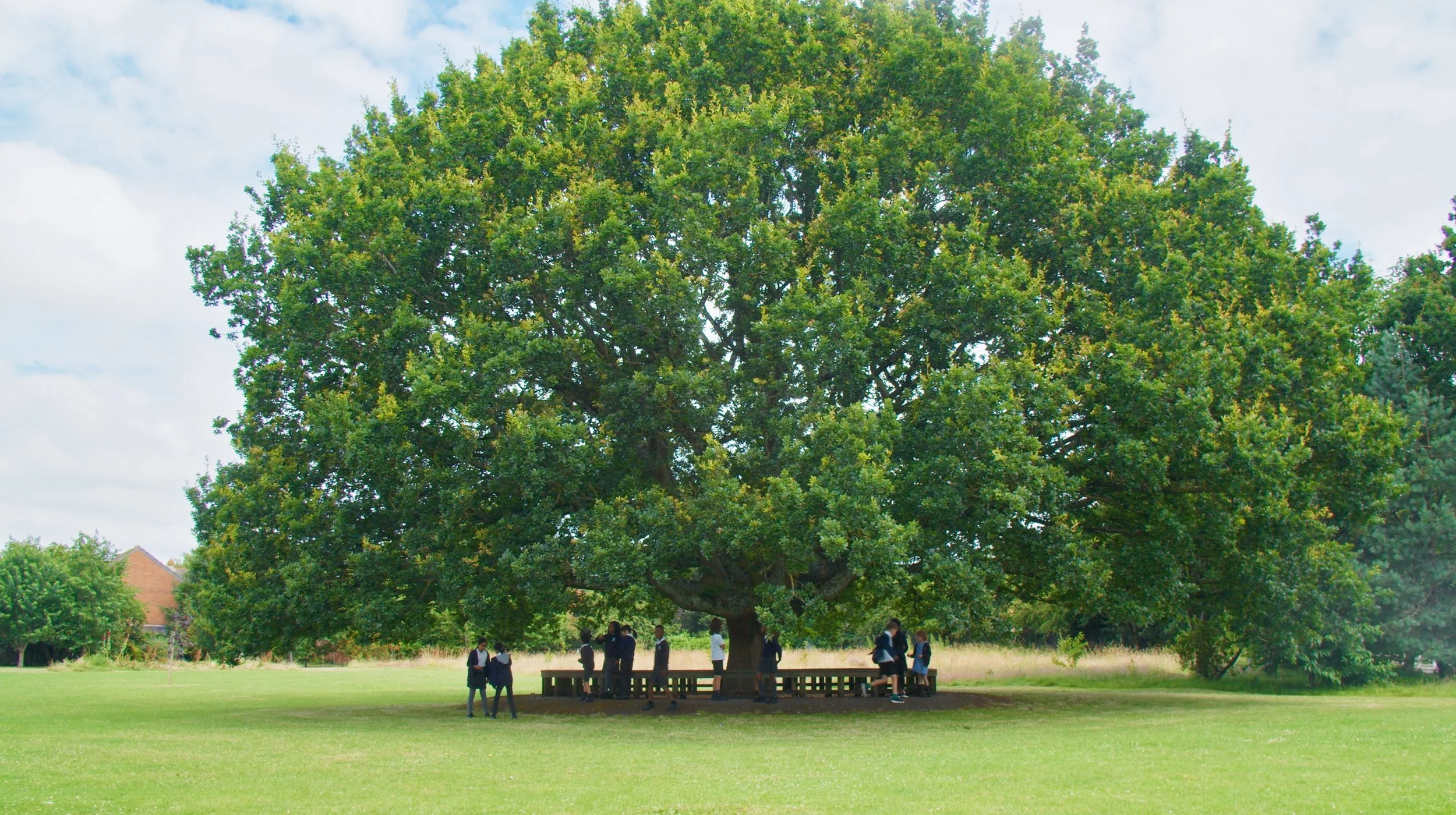 A large, lush green tree with many children and a few adults gathered underneath it on a grassy field, some sitting on benches around the trunk.