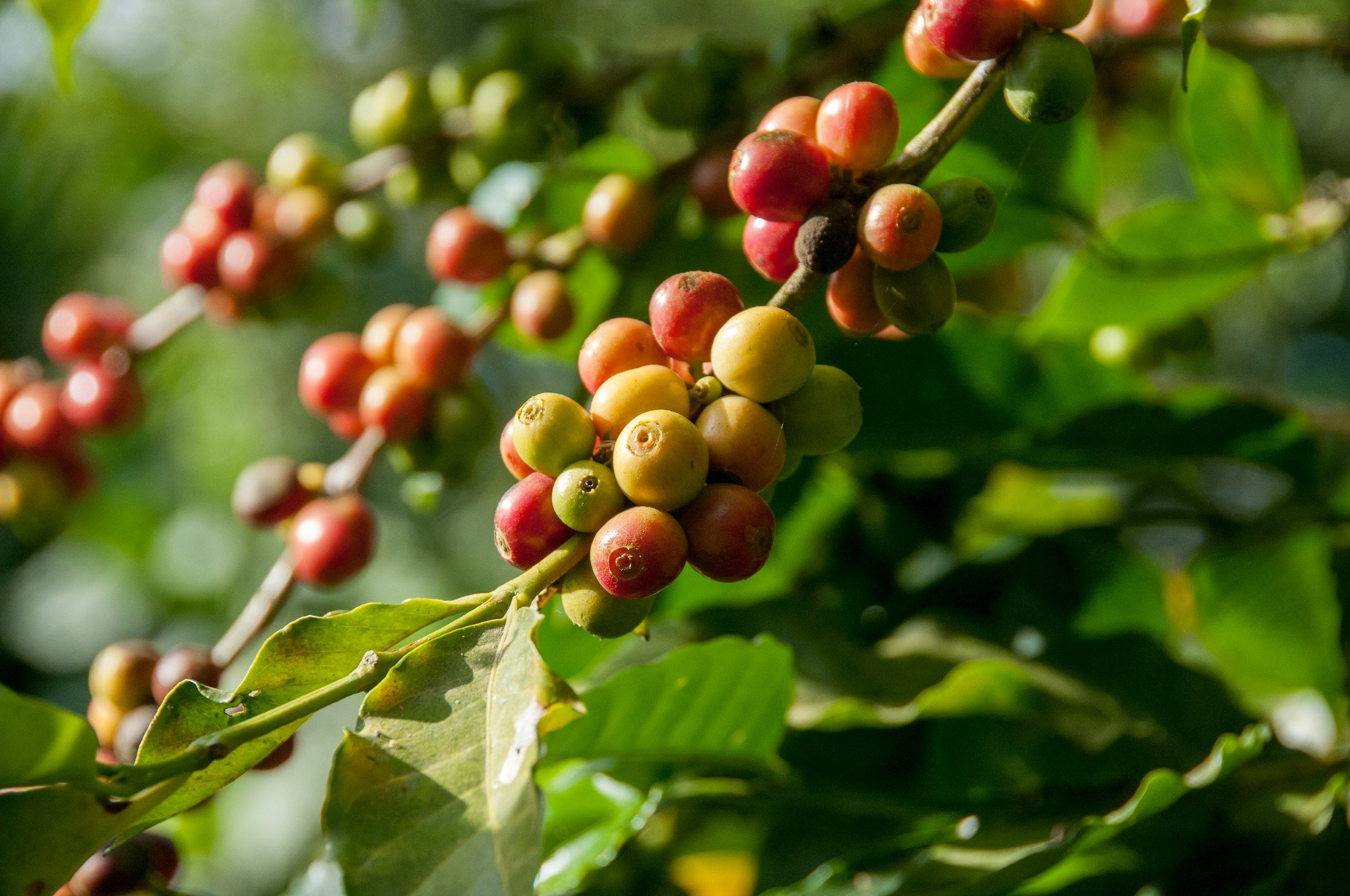Invasive Insects are Devastating Hawaiʻi Island’s Cottage Agriculture Industry