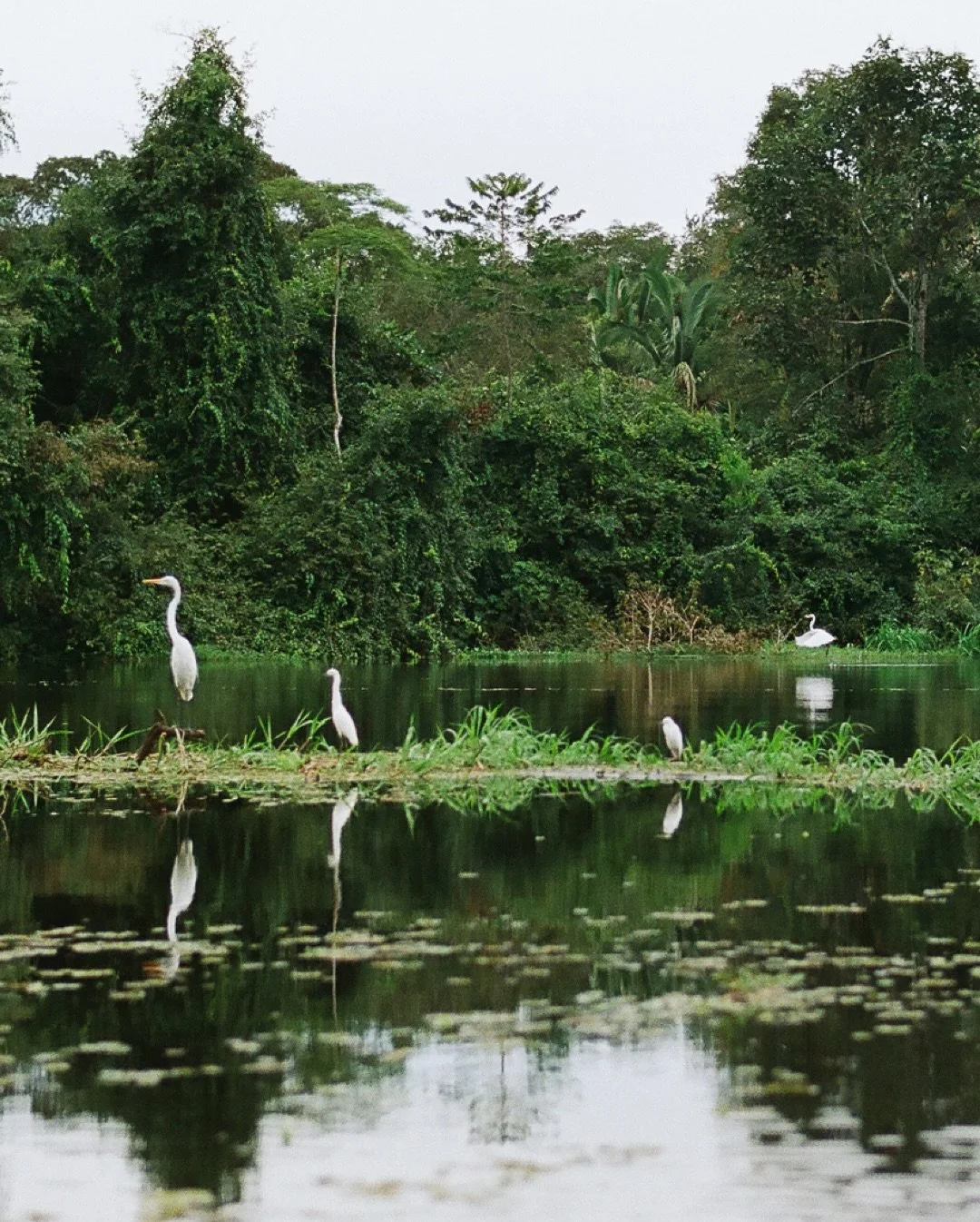 the last day of our amazon adventure 🥲 we planted new trees, walked past a lot of old ones, witnessed dozens of egrets hunt and soar around us, and took in the rain before finally saying goodbye 🌦️ at&eacute; mais, amazonas