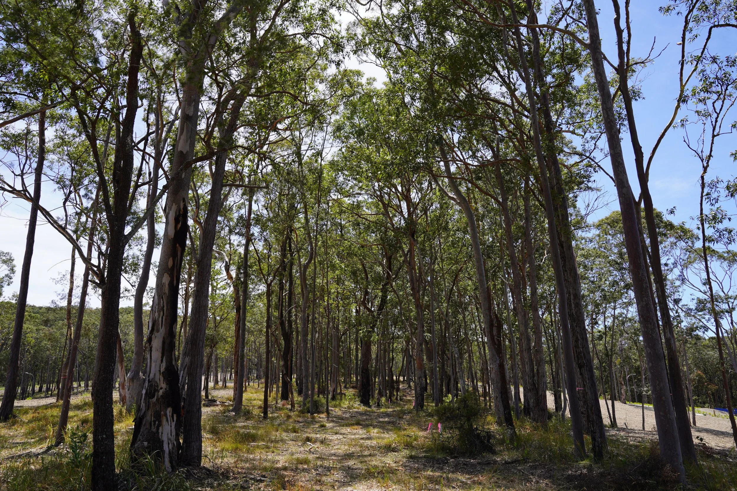 Latest Land Releases — Murrays Beach