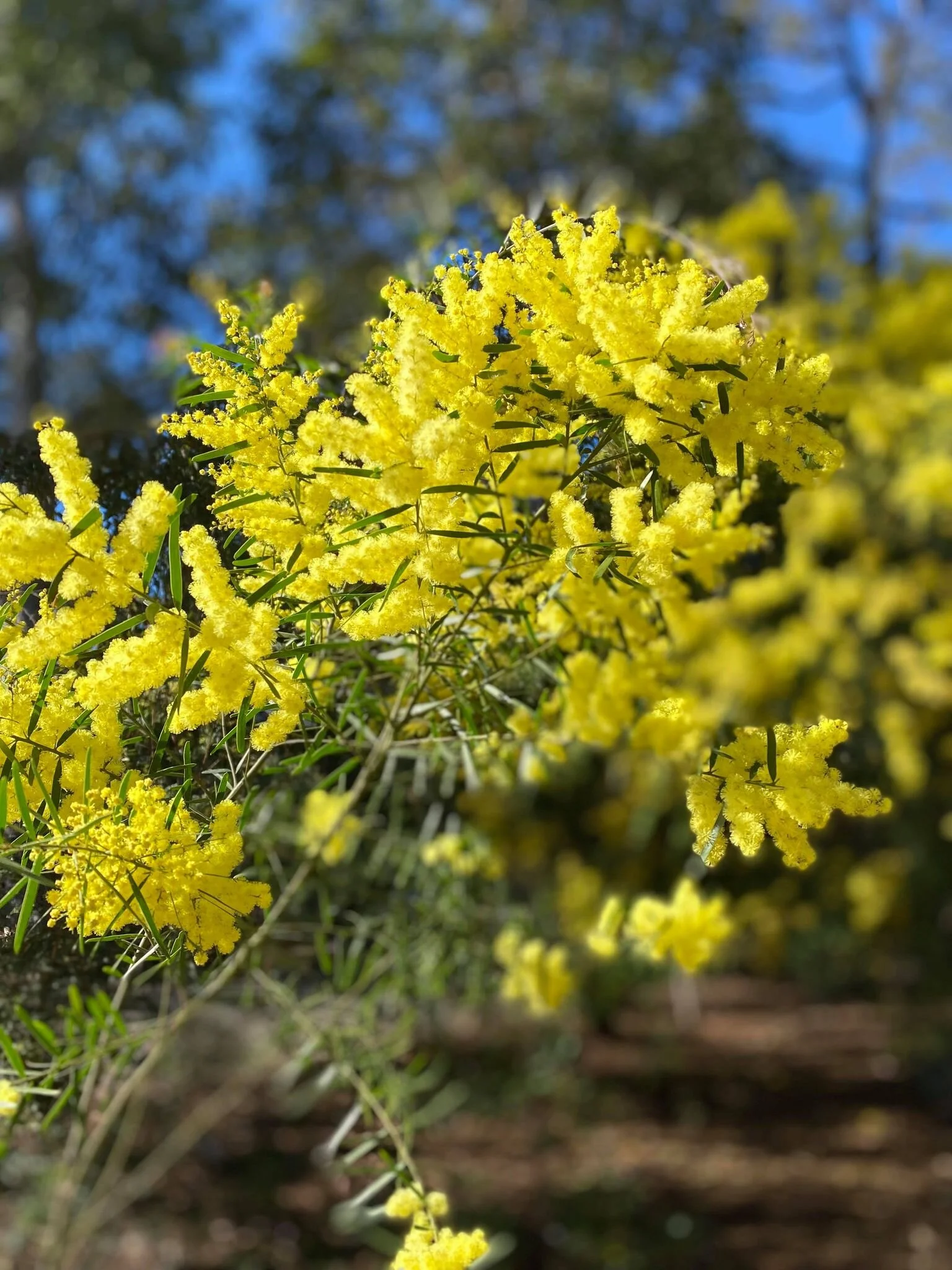 Murrays Beach Lake Macquarie