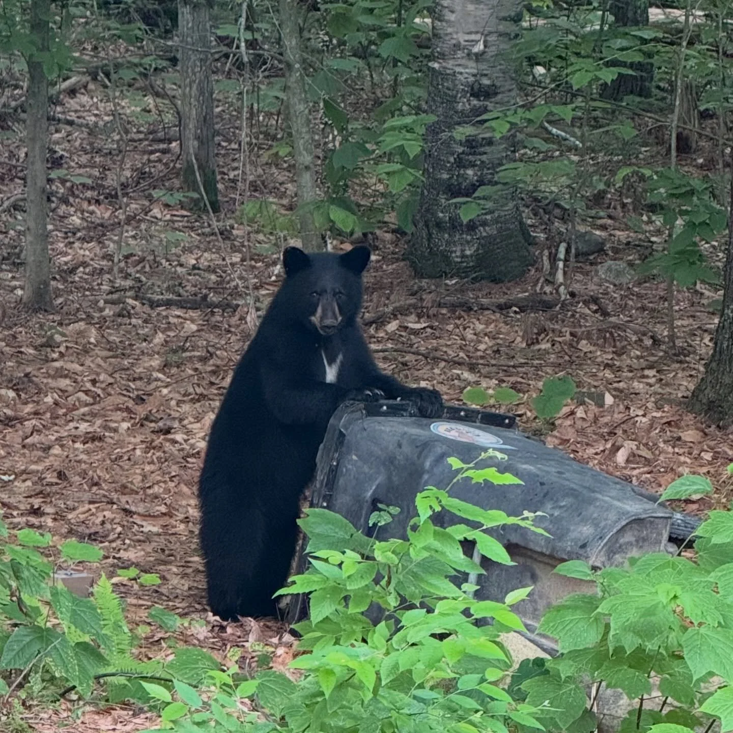 I got a voicemail last week asking if I could repair some damage made by a &ldquo;bear throwing a &lsquo;bear proof trash can&rsquo; at the side of a Volvo&rdquo;. Not only was he not kidding we got pics of the bear. A bit of deep scratches touched u