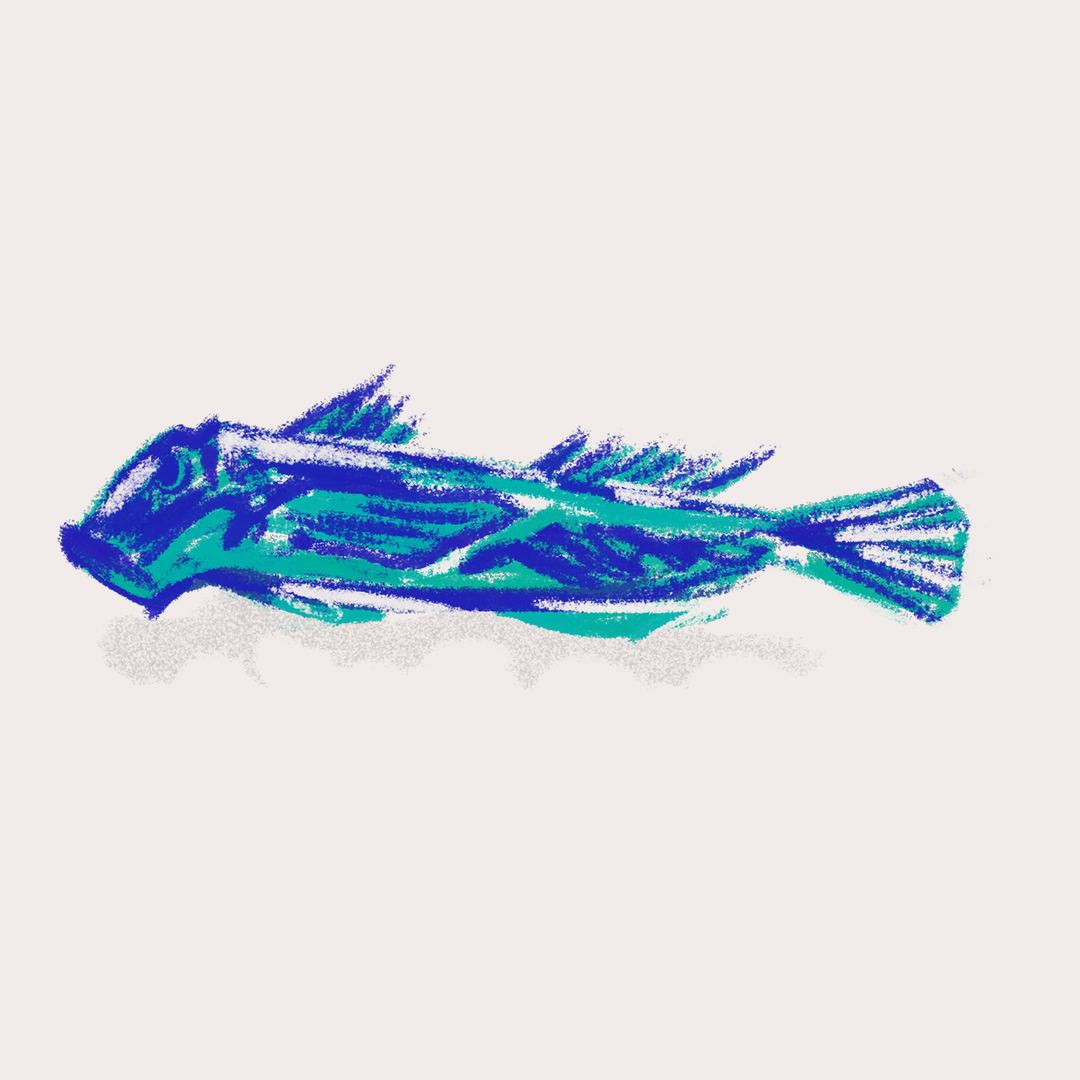 CSLF26-Ilustración-Goobio_de_río.png