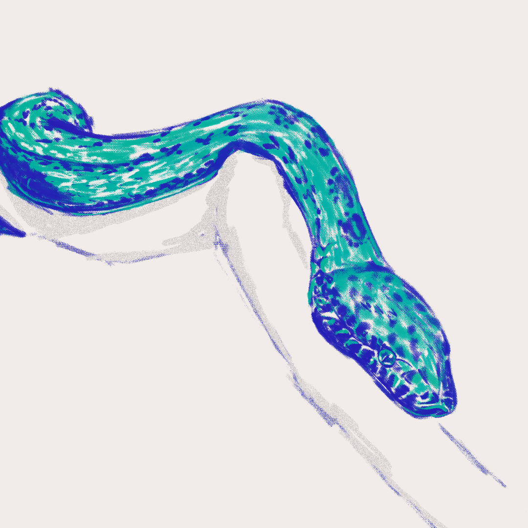 CSLF26-Ilustración-Boa_puertorriqueña_1.png