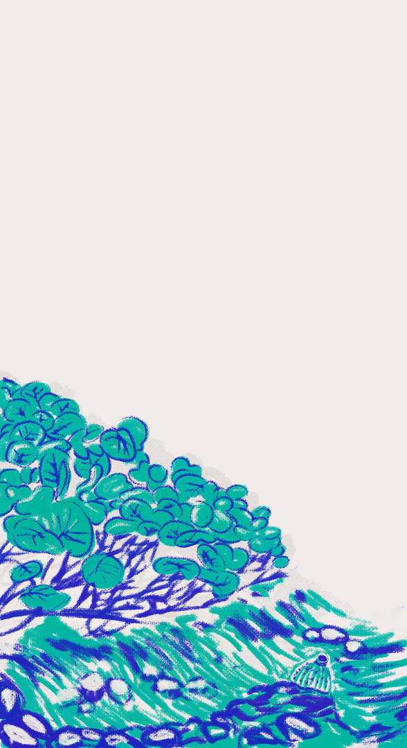 CSLF26-Ilustración-Costa_Uva_de_playa.png