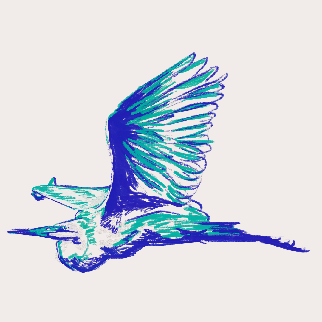 CSLF26-Ilustración-Garza_real_1.png
