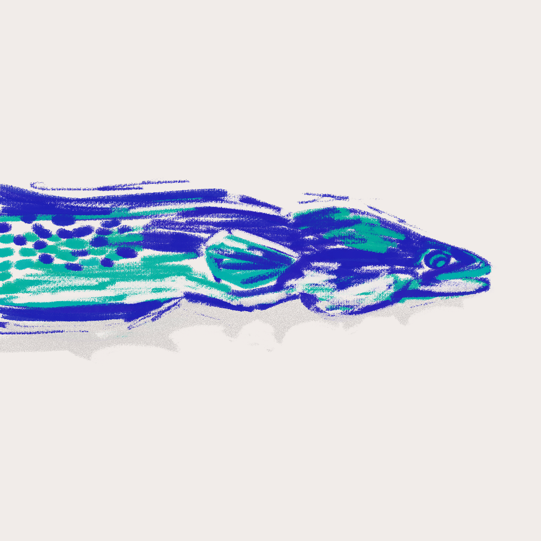 CSLF26-Ilustración-Anguila_de_río.png