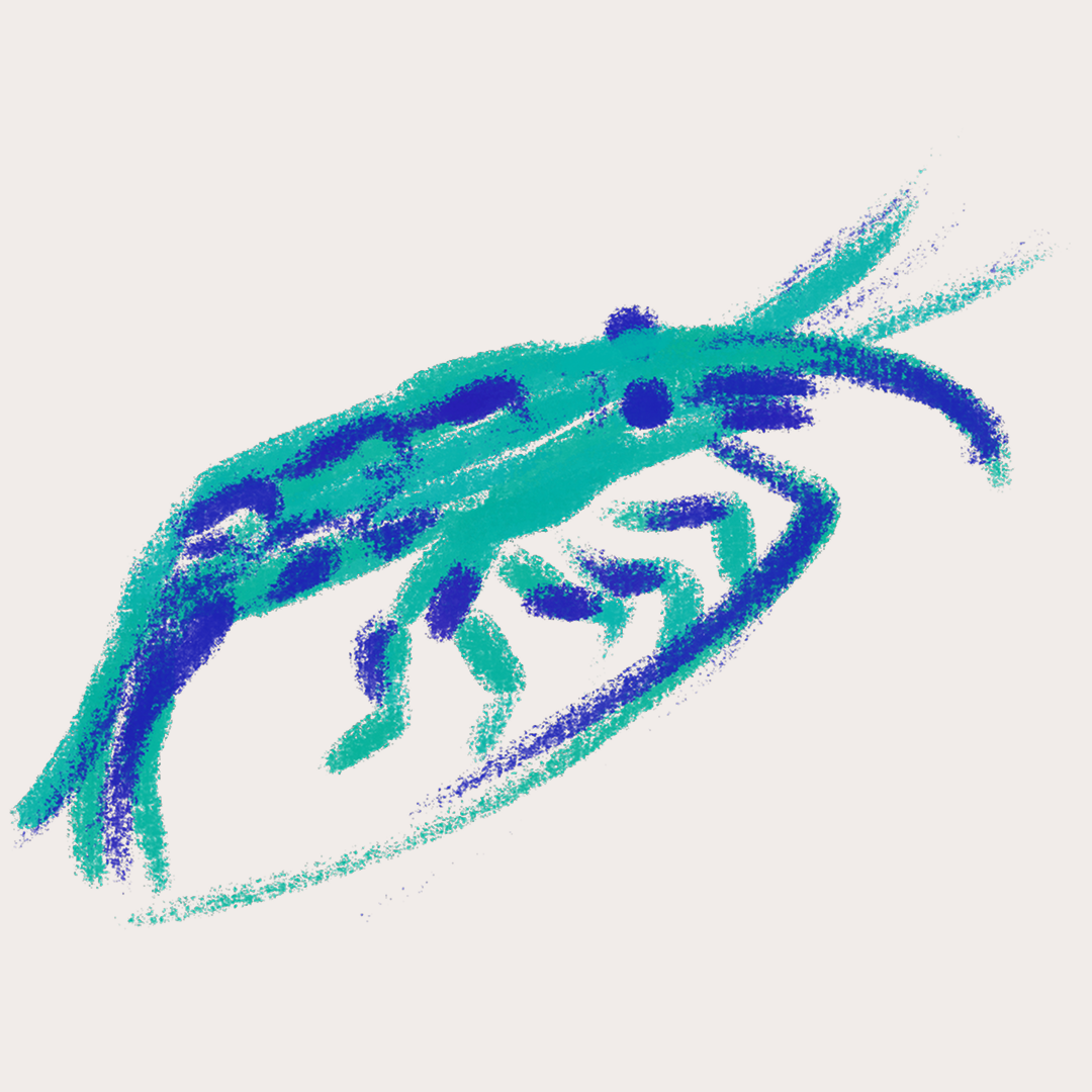 CSLF26-Ilustración-Camarón_Guábara.png