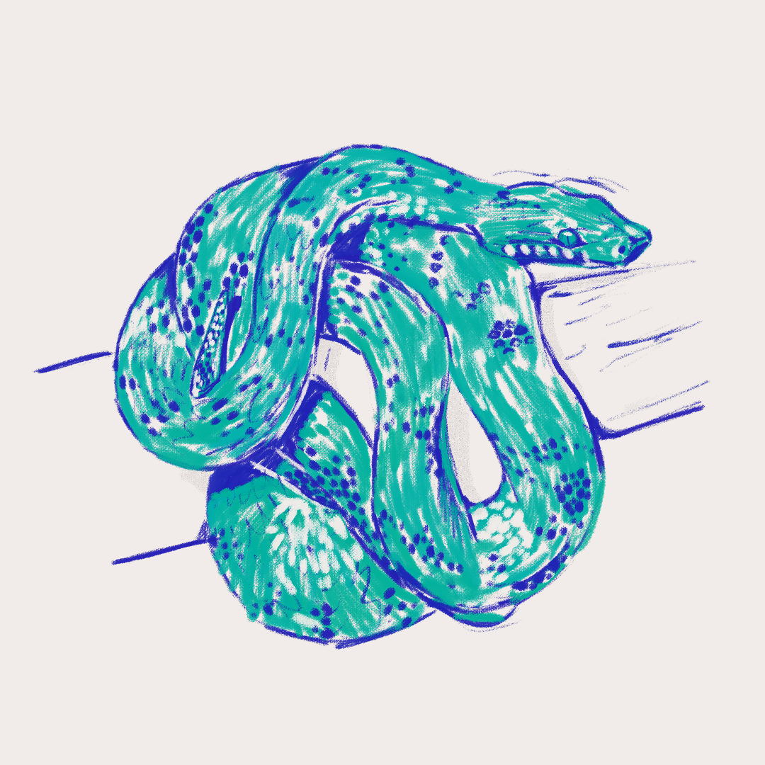 CSLF26-Ilustración-Boa_puertorriqueña_2.png
