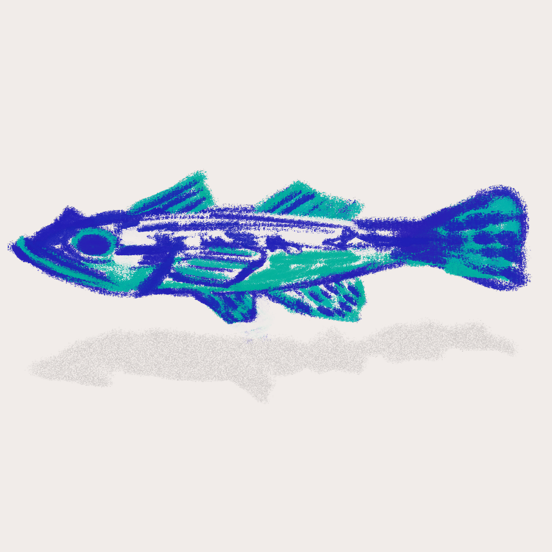 CSLF26-Ilustración-Guabina.png