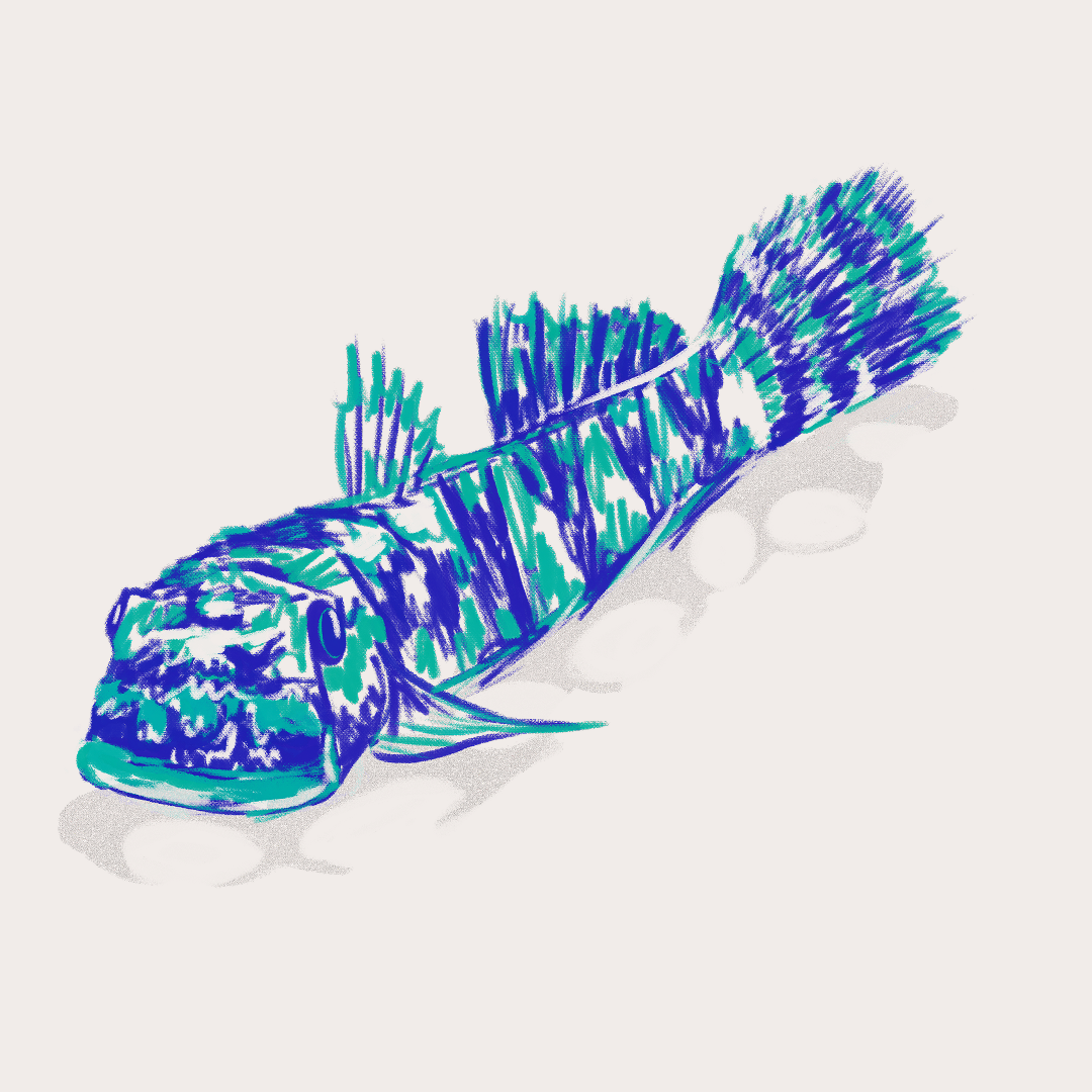 CSLF26-Ilustración-Cetí_2.png