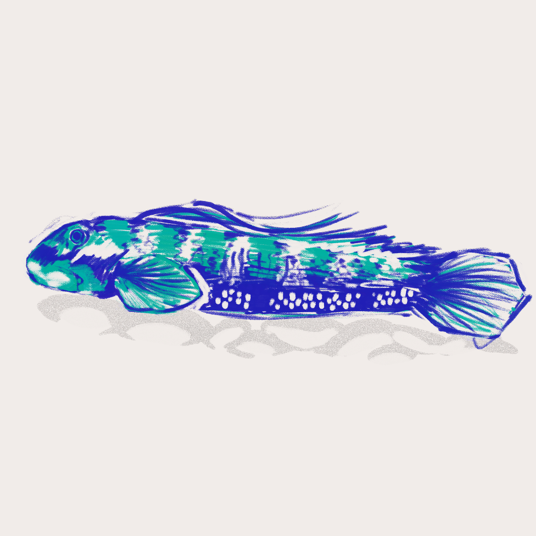 CSLF26-Ilustración-Cetí_1.png