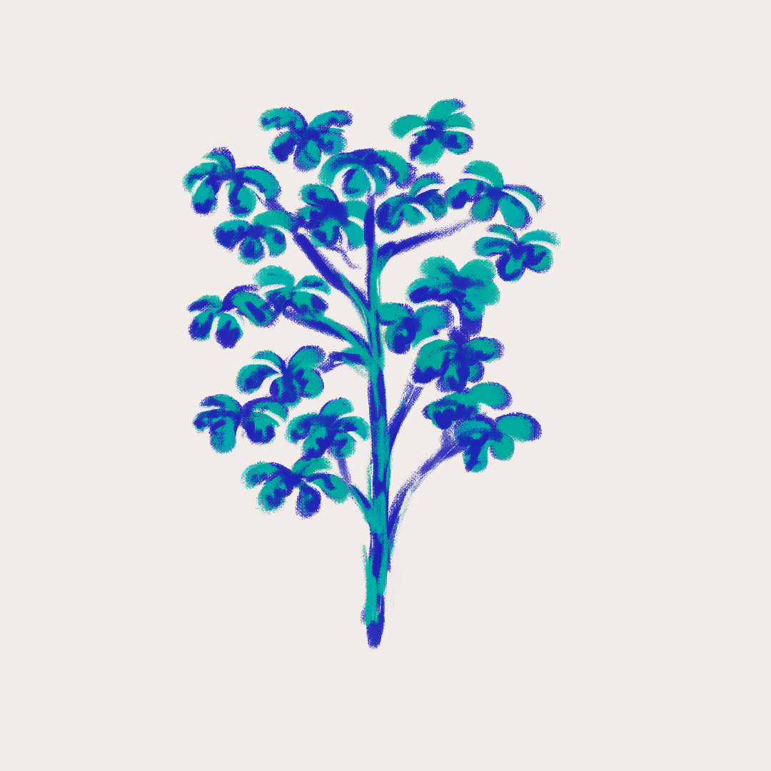 CSLF26-Ilustración-Yagrumo.png