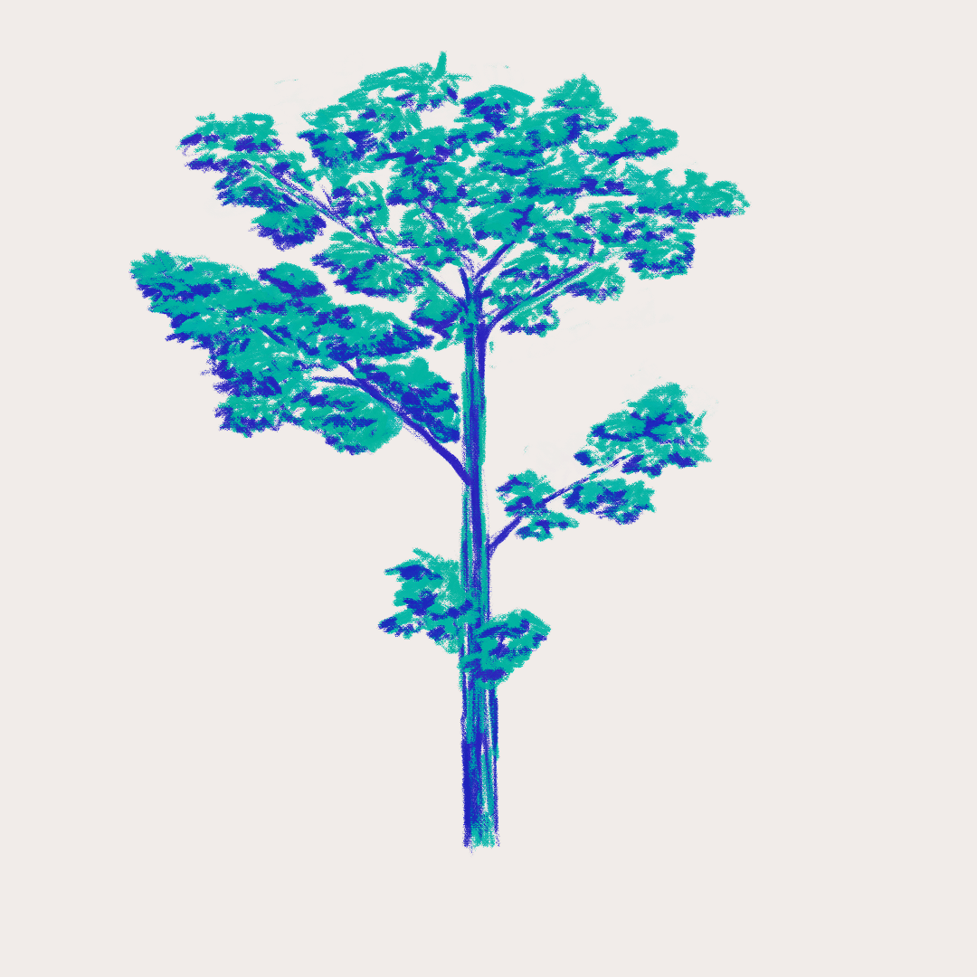 CSLF26-Ilustración-Tabonuco.png