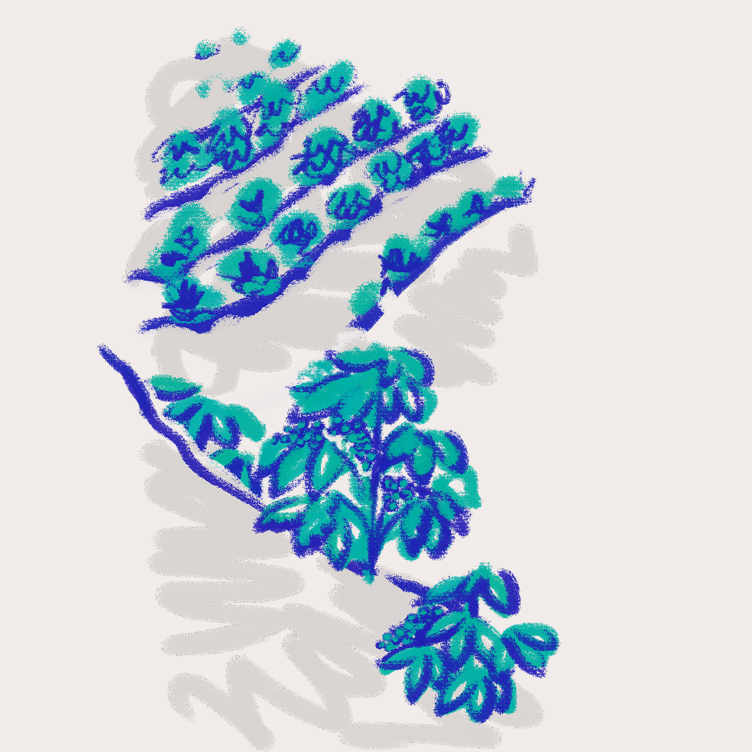 CSLF26-Ilustración-Cafetal.png