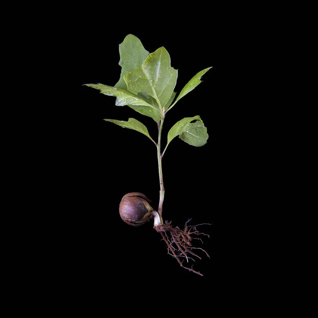 The Nature of Oaks