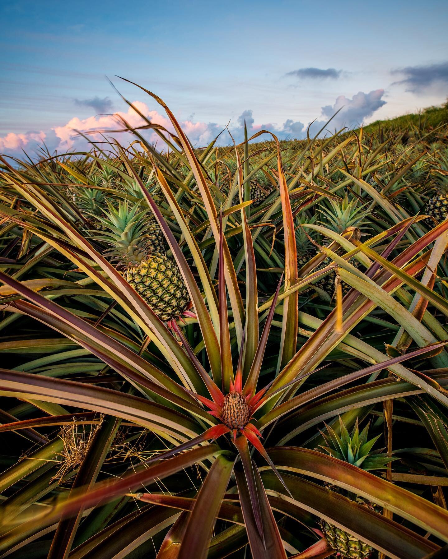 Baby Pineapple enjoying Sunset, Happy Aloha Friday
