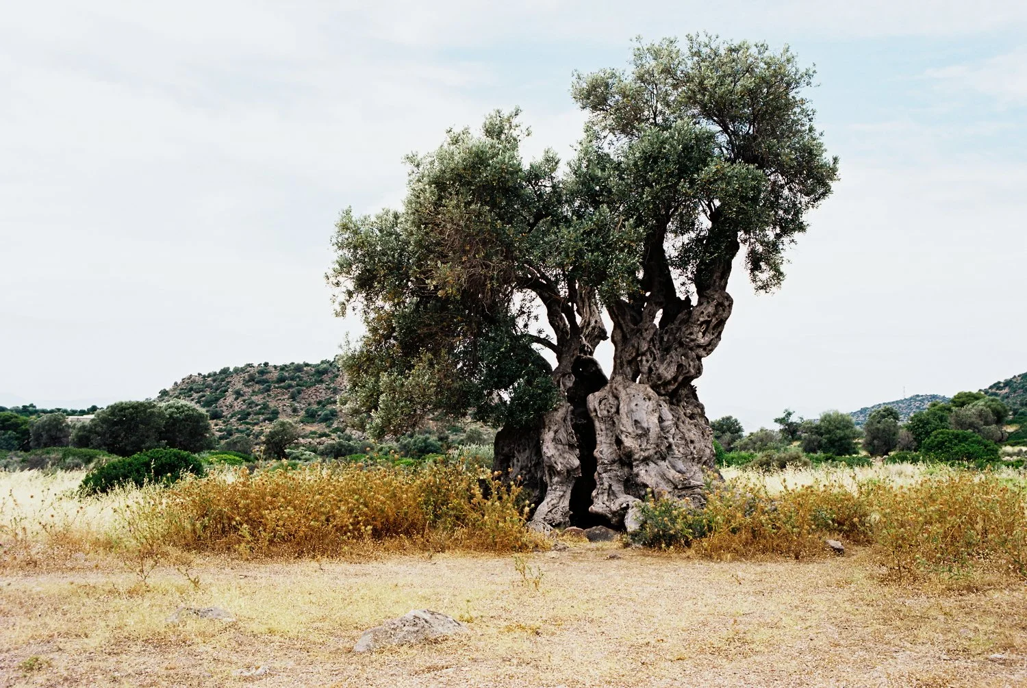 Aegina