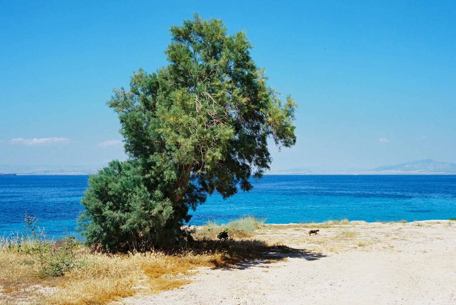 Aegina