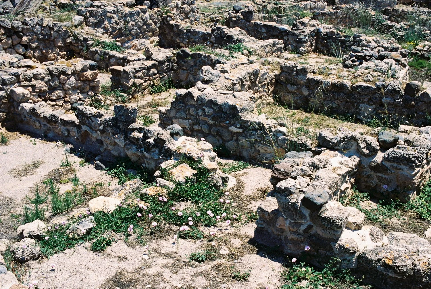 Aegina