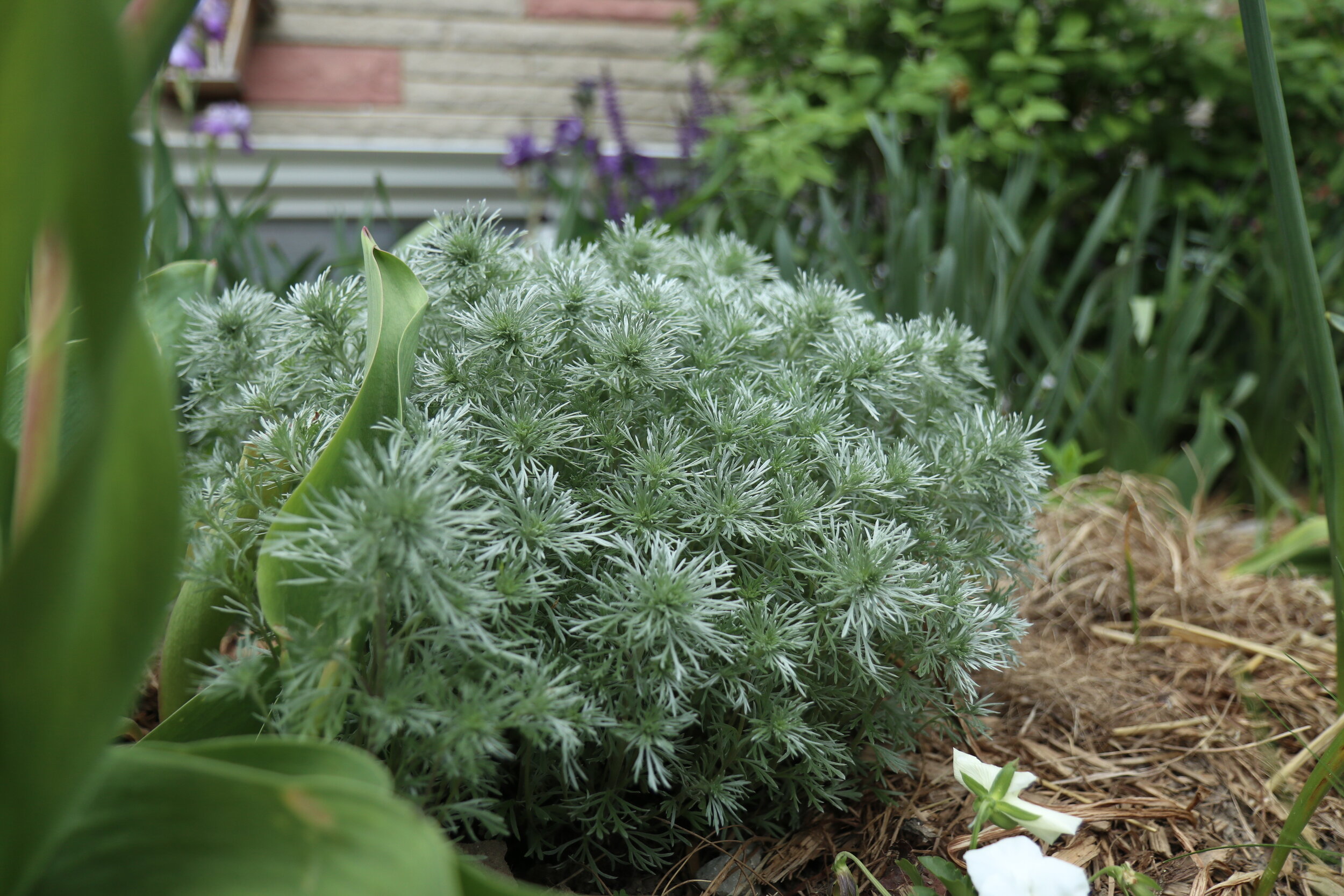 Silver Mound Artemisia (Artemisia schmidtiana ‘Silver Mound’)