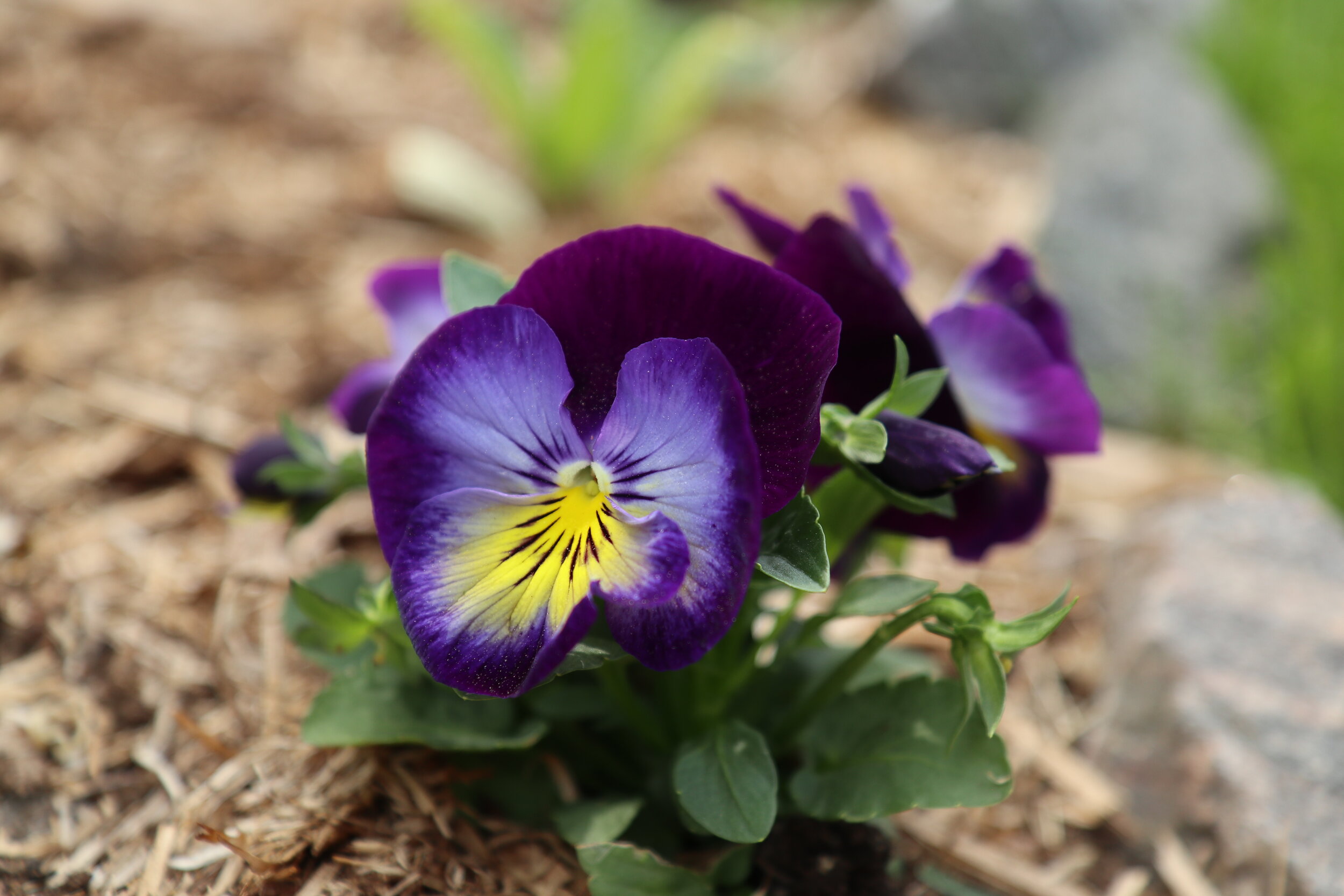 Pansies (Viola)