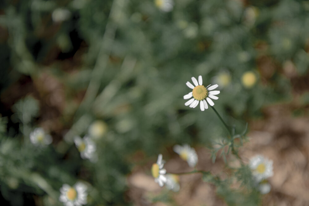 Camomile in bloom