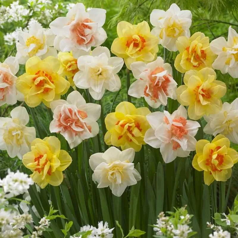 Assorted Double Narcissus