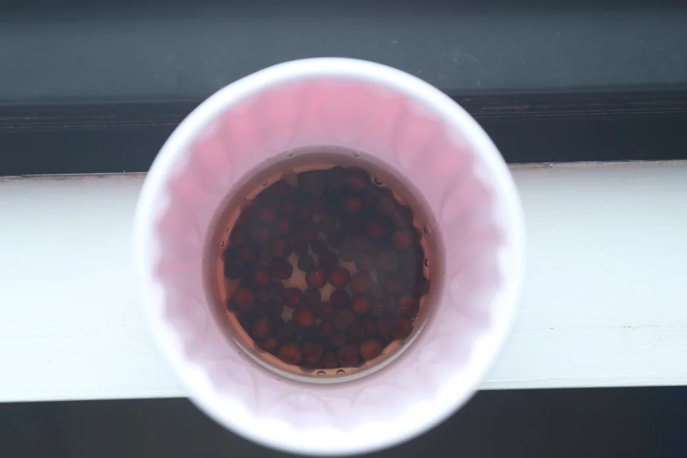 Sweet Peas after 24 hours