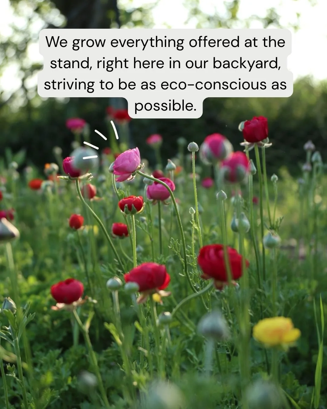 Locally Grown here, no imports.