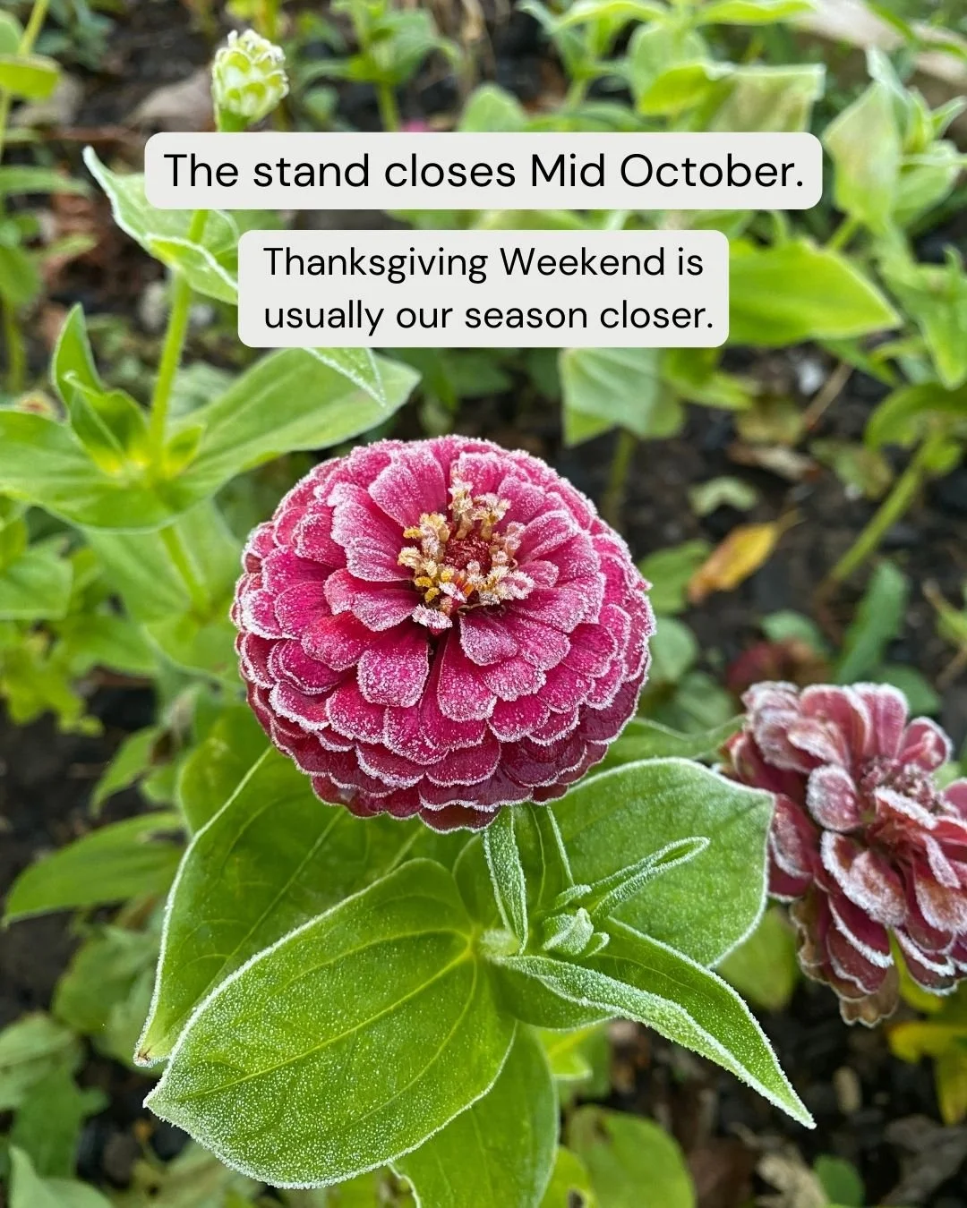 Flower stand closes in October