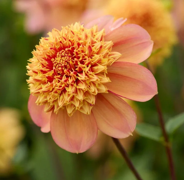 Sandia Brocade dahlia