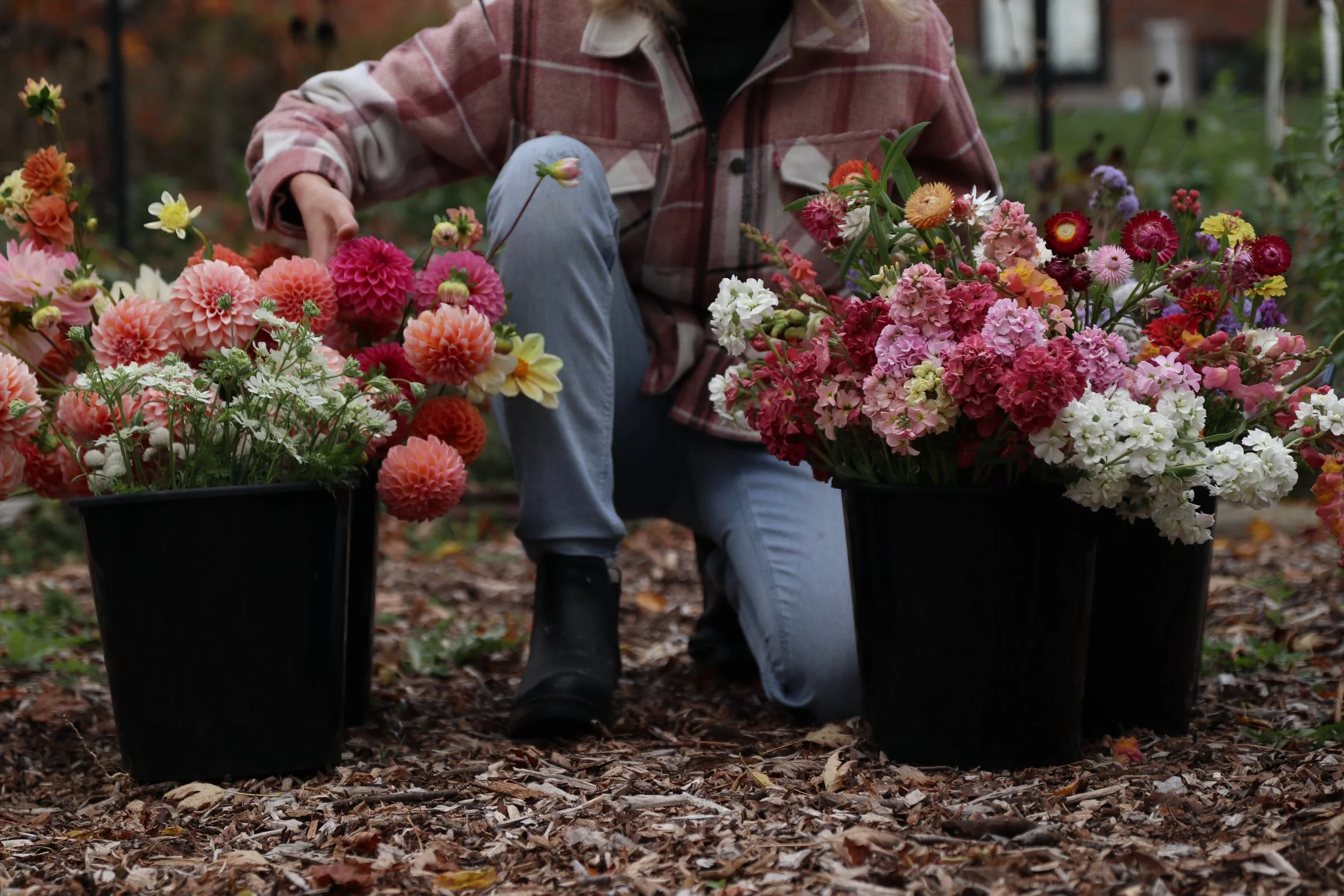 Dahlia's in an autumn harvest bucket