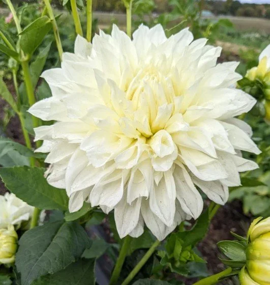 pure white perfection dahlia