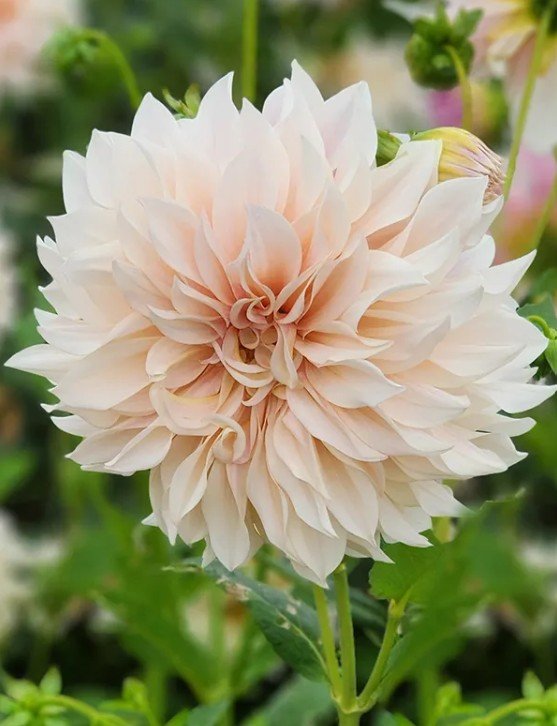 Cafe au Lait Dahlia