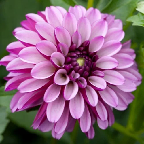 hugs n kisses dahlia